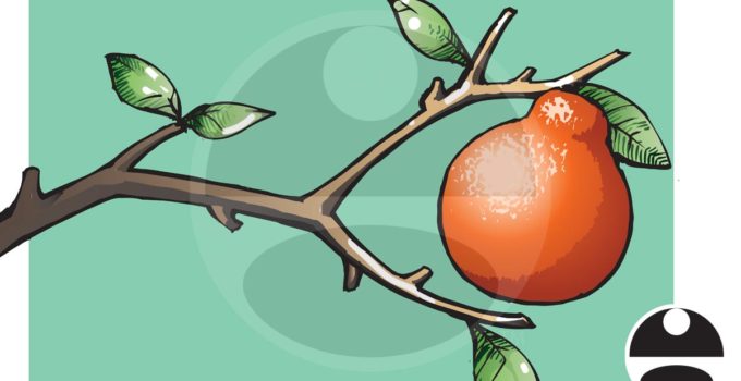 Orange Branch Illustration