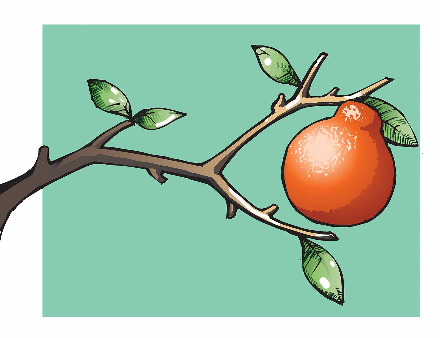 Illustration of an orange tree branch